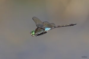 Kleine Königslibelle