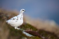Anpassung ... ist neuerlich gefragt!