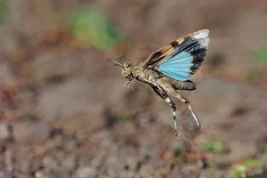 eine gewaltige Herausforderung,Oedipoda caerulescens im Flug