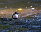 Wasserjäger
