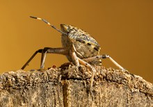 Graue Gartenwanze