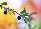 Herbstfarben