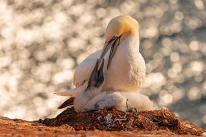 Zwischen Felsen und Flügeln