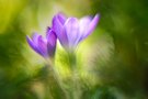 Krokusse (Altglas)