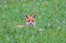 Relaxter Rotfuchs