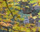 Habichtskauz im Herbstwald