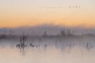 ____Misty Morning________