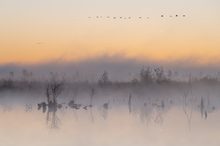 ____Misty Morning________