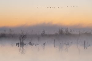 ____Misty Morning________