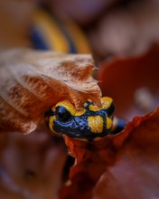 Einen Blick riskieren