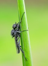 Märzfliege