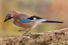 Den Mund vollnehmen..