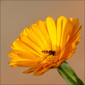 noch ist der Tisch gedeckt