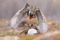 Attacke