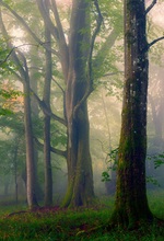 Kathedralen der Natur ...