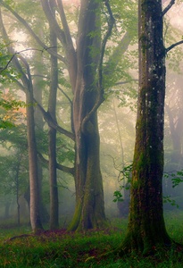 Kathedralen der Natur ...