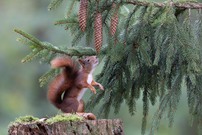 Im Wald...