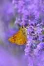 Ochlodes sylvanus ...
