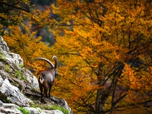 Steinbock - Herbstpracht
