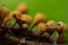 Schleimpilze und Springschwanz ( ca. 3mm )