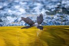 Wasseramsel