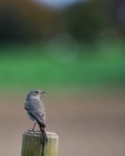 Vogel des Jahres 2025