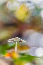 Winzling im bunten Herbstlaub