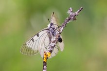 Schwarzer Apollo kurz vor dem Abflug