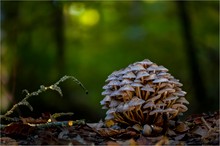 Buntstieliger Helmling (Mycena inclinata)