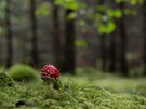 Fliegenpilz_1