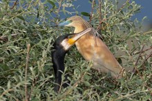Einer "stört" immer.....