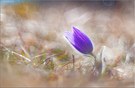 "Pulsatilla"