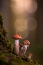 Dunkler Hallimasch (Altglas)