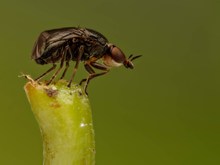 Krummflügelige Halmfliege