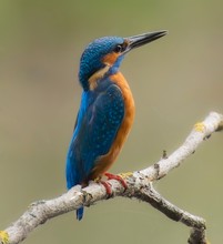 Eisvogel in idealer Position