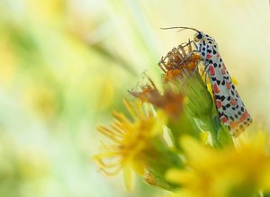 Harlekinbär (Utetheisa pulchella)