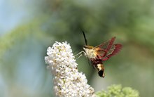 der Dauerflieger....
