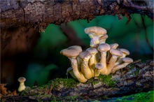 Hallimasch (Armillaria)