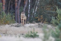Wolfsrüde