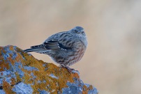 Alpenbraunelle