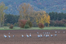 Kraniche kurz vor dem Abflug zum Nachtquartier