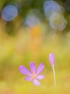 Herbstzeitlose