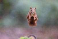 Flughörnchen..