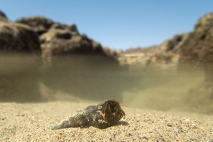 ~ Ein Siedler im Gebirge ~