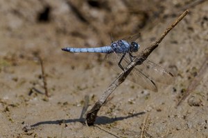 48b: Südlicher Blaupfeil (Männchen)