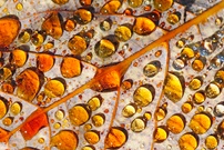Leuchtendes Blattgold ..