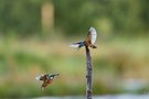 Eisvogel