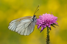 Ein Baumweißling ...