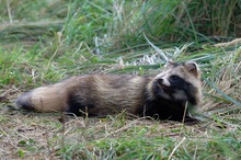 Der sehnsüchtige Blick