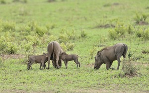 Die Drei von der Tankstelle
